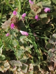Lamium purpureum