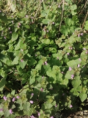 Lamium purpureum