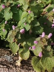Lamium purpureum