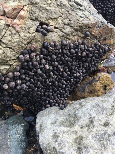 Littorina mandshurica