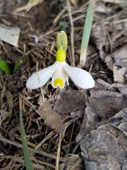 Galanthus lagodechianus