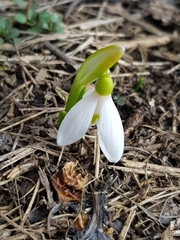 Galanthus lagodechianus