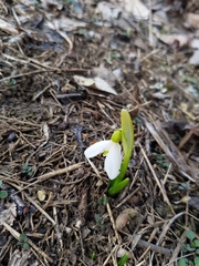 Galanthus lagodechianus