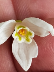 Galanthus lagodechianus