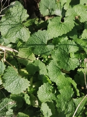 Alliaria petiolata