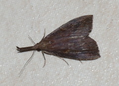 Hypena subvittalis