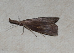 Hypena subvittalis