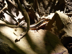 Zonosaurus madagascariensis