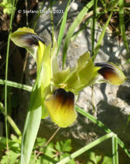 Iris tuberosa