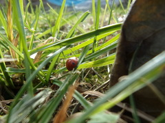 Coccinella septempunctata