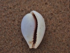 Erronea subviridis