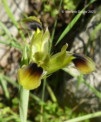 Iris tuberosa