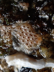 Cryptosula pallasiana