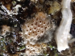 Cryptosula pallasiana