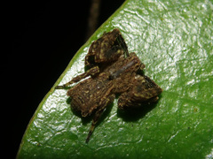Sidymella angulata