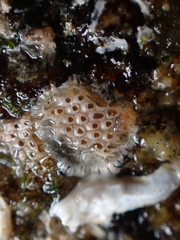 Cryptosula pallasiana