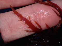 Calliblepharis jubata