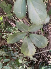 Cyphostemma puberulum