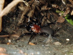 Porrhothele antipodiana