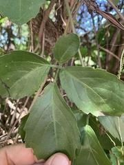 Cyphostemma puberulum