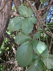 Cyphostemma puberulum