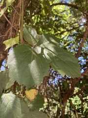 Cyphostemma puberulum