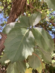 Cyphostemma puberulum