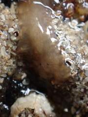 Leptoplana tremellaris