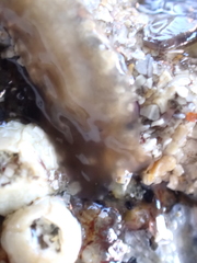 Leptoplana tremellaris