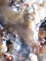 Leptoplana tremellaris