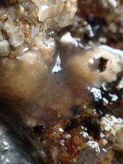 Leptoplana tremellaris