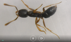 Hypoponera eduardi