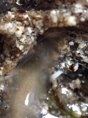 Leptoplana tremellaris