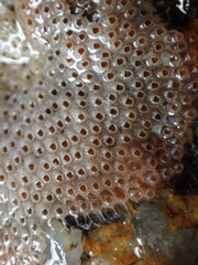 Cryptosula pallasiana