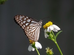 Ideopsis vulgaris macrina