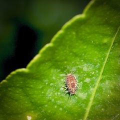 Apolinus lividigaster