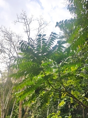 Micromelum integerrimum