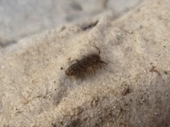Orchesella villosa