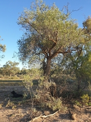 Alectryon oleifolius