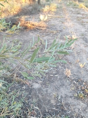 Alectryon oleifolius