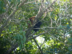 Eulemur macaco