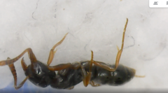Hypoponera eduardi