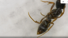 Hypoponera eduardi