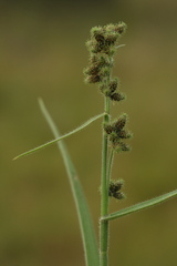 Fuirena ciliaris ciliaris