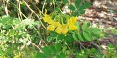 Coronilla