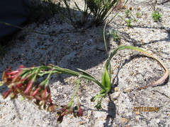 Codonorhiza micrantha