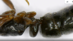 Hypoponera eduardi