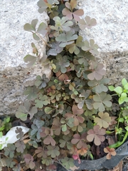 Oxalis corniculata