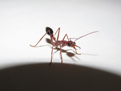 Myrmecia vindex