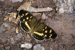 Anthanassa ptolyca